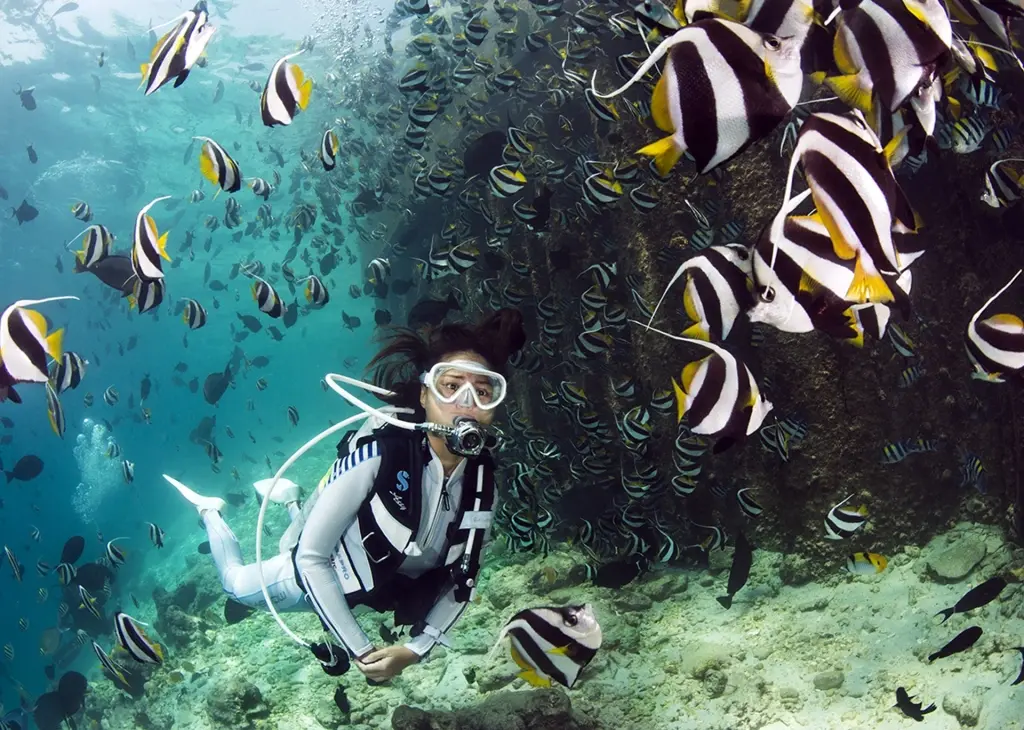Butterflyfish and diver near Meeru Island Resort & Spa in the Maldives