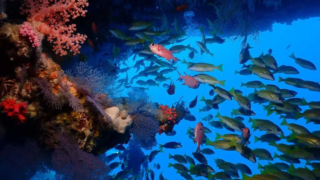 Coral reef in Dhigurah the Maldives