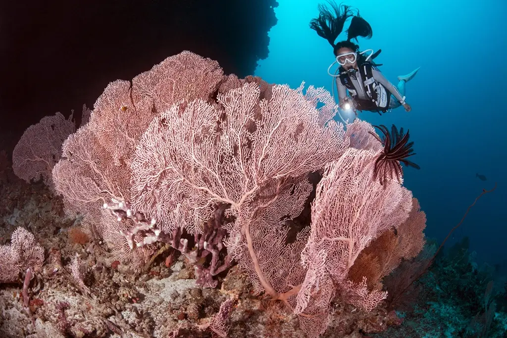 Diver and gorgonian fan near Meeru Island Resort & Spa in the Maldives