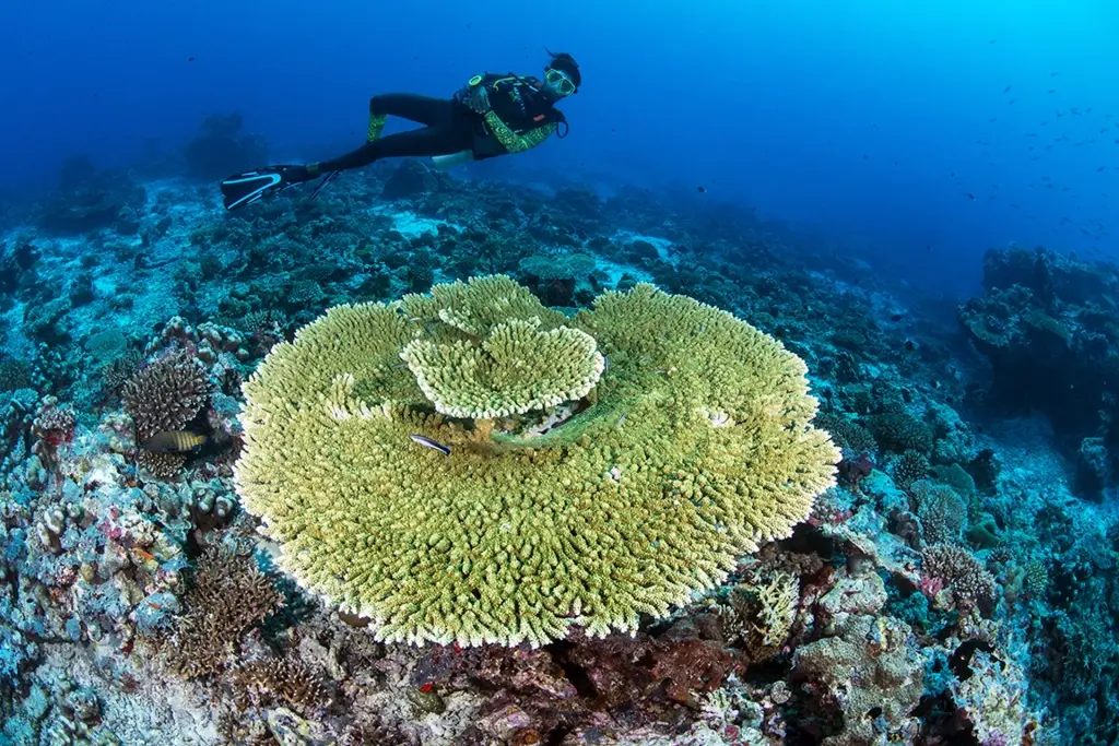 Coral reef and diver in Vilamendhoo, the Maldives
