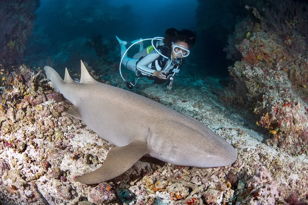Diver and nurse shark near Meeru Island Resort & Spa in the Maldives