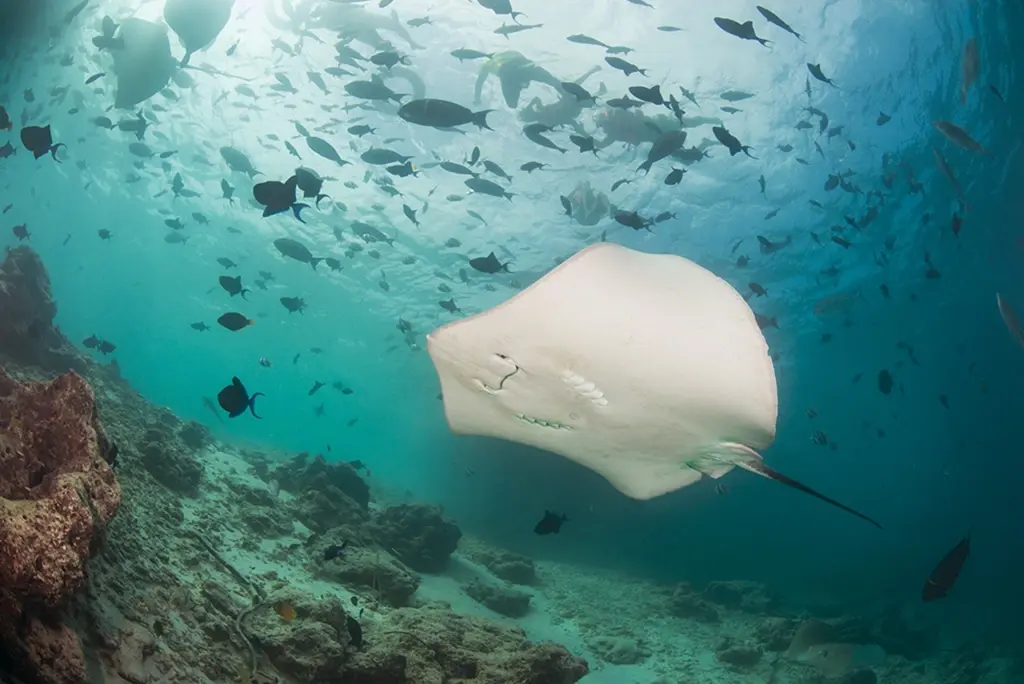 Ray near Eriyadu Resort in the Maldives