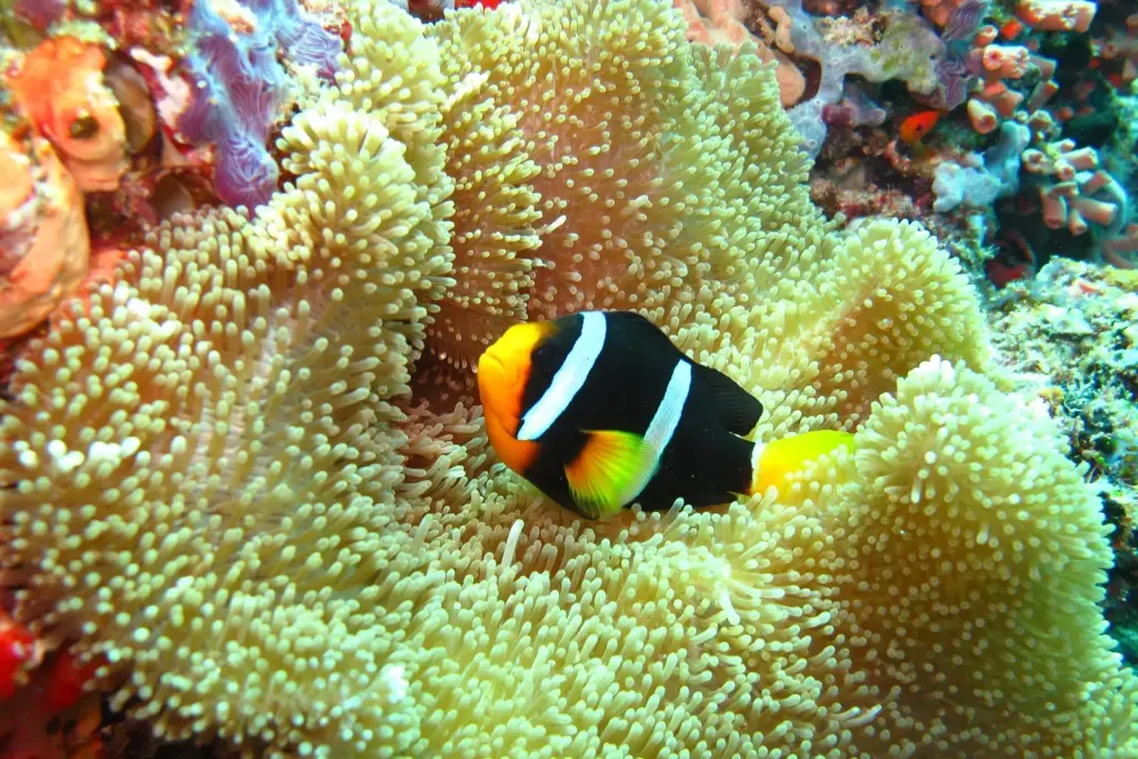 Anemonefish on the house reef at Ellaidhoo by Cinammon in the Maldives