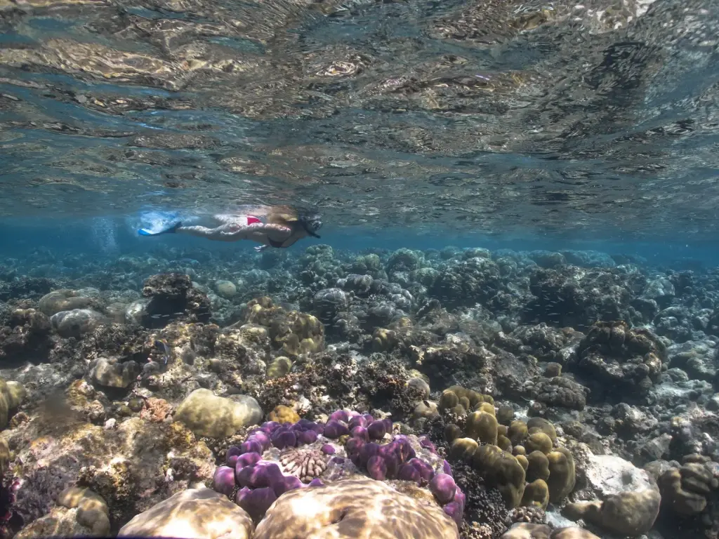 Snorkeller exploring the house reef in Eri Maldives