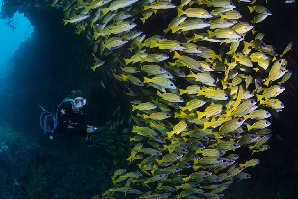 Sweetlips and diver near Eriyadu Resort in the Maldives