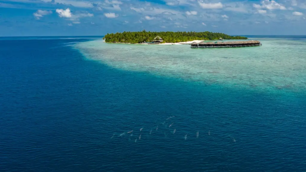 Aerial of Filitheyo Island Resort & dolphins swimming in the Maldives
