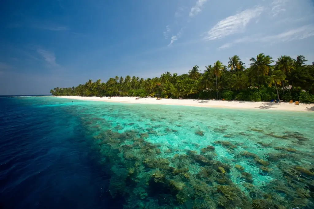 Coral reef at Filitheyo Island Resort in the Maldives
