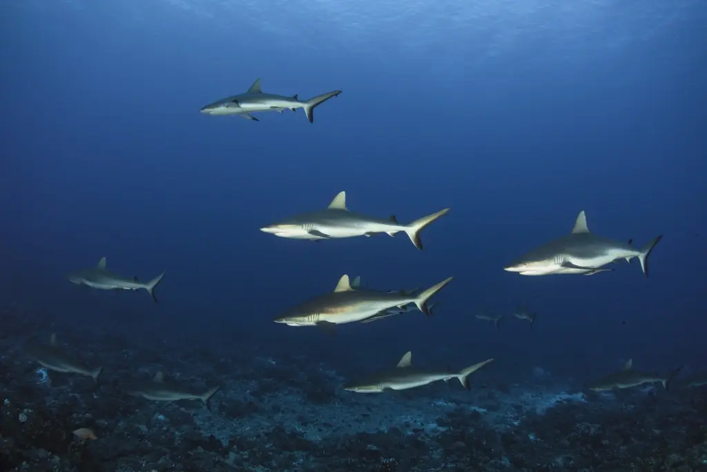 Grey reef sharks in the Maldives