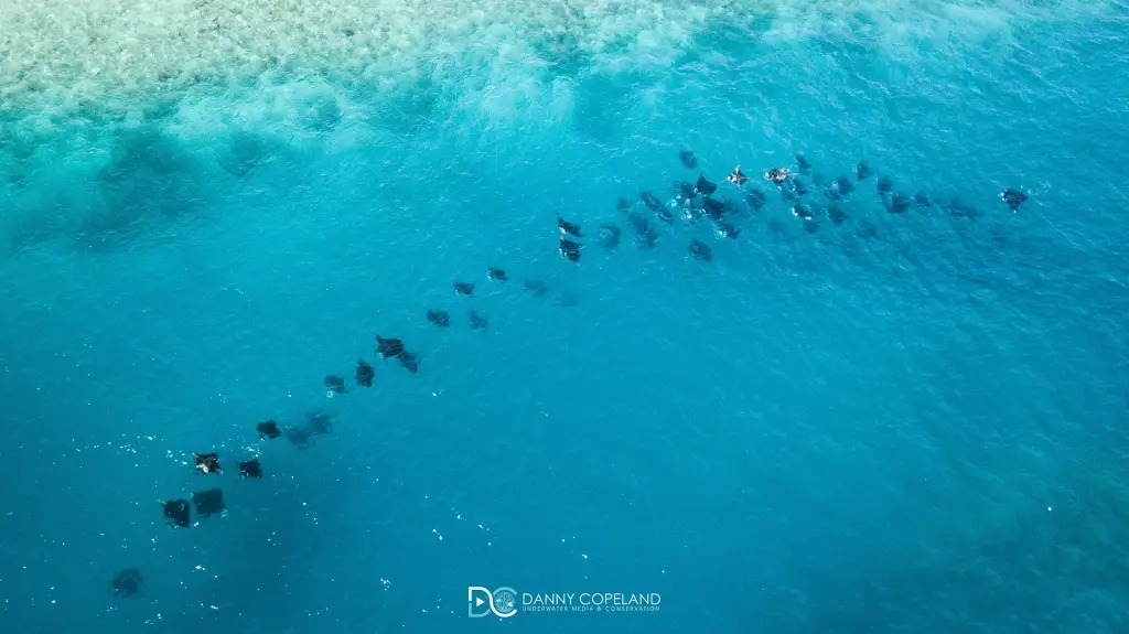 Aerial of the manta ray aggregation at Hanifaru Bay, the Maldives