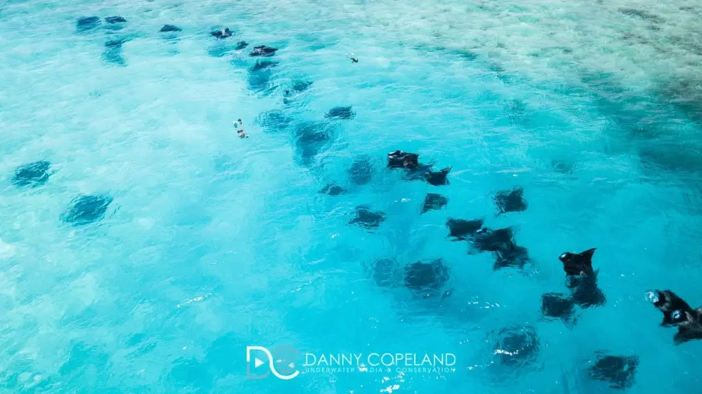 Aerial of the manta ray aggregation at Hanifaru Bay, the Maldives