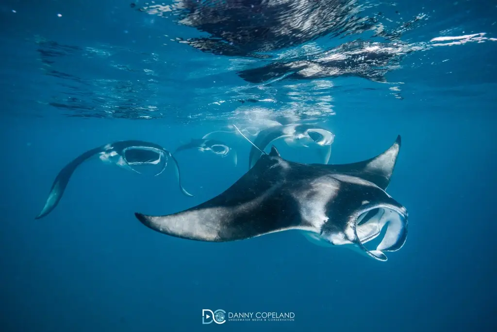 Manta ray aggregation at Hanifaru Bay, the Maldives