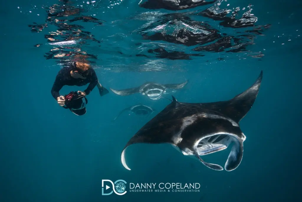 Underwater photographer snorkelling during the manta ray aggregation at Hanifaru Bay, the Maldives