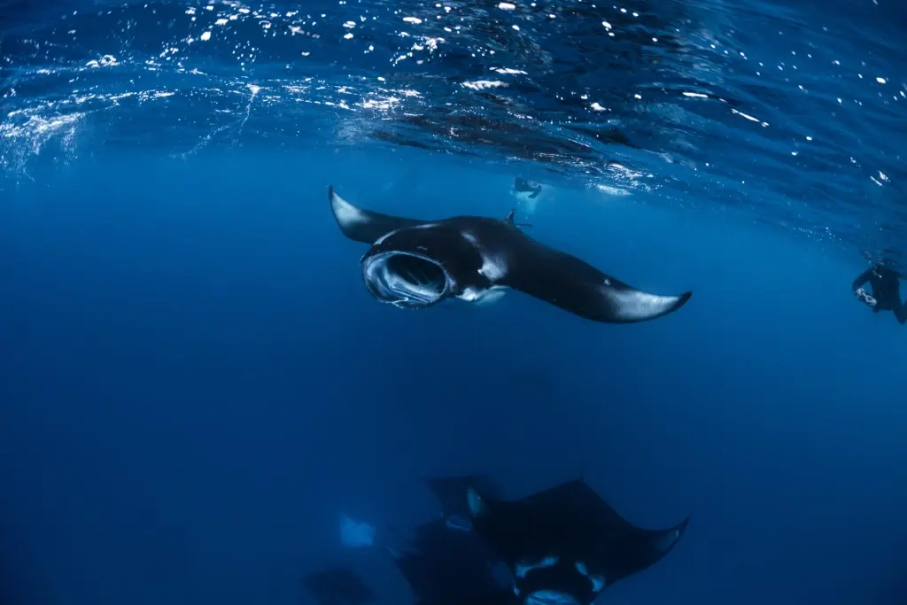Manta ray in Hanifaru Bay, the Maldives