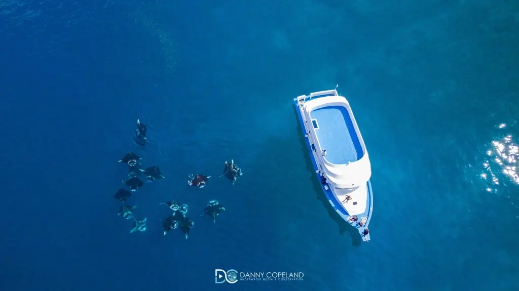 Aerial of manta rays in Hanifaru Bay, the Maldives