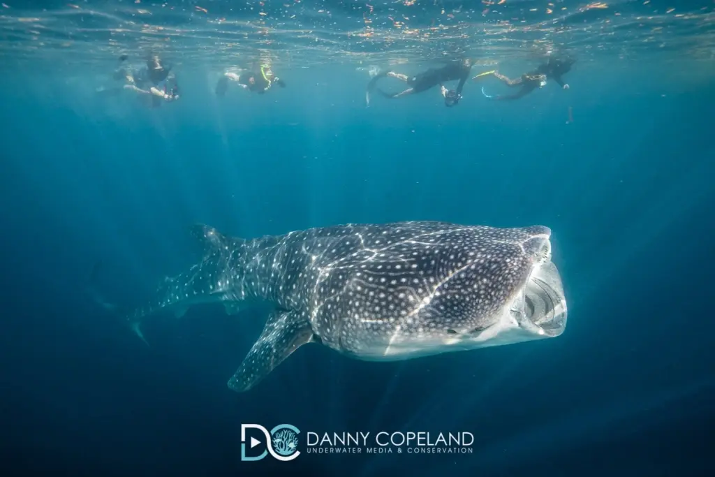 Whale shark in Hanifaru Bay, the Maldives