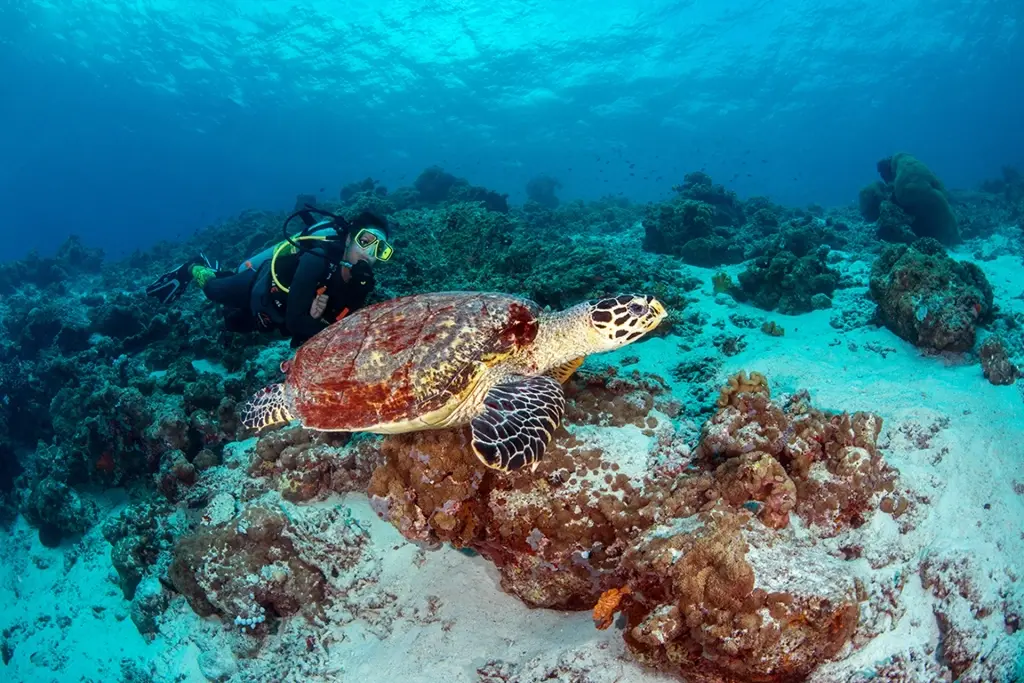 Diver and turtle near Vilamendhoo Resort in the Maldives