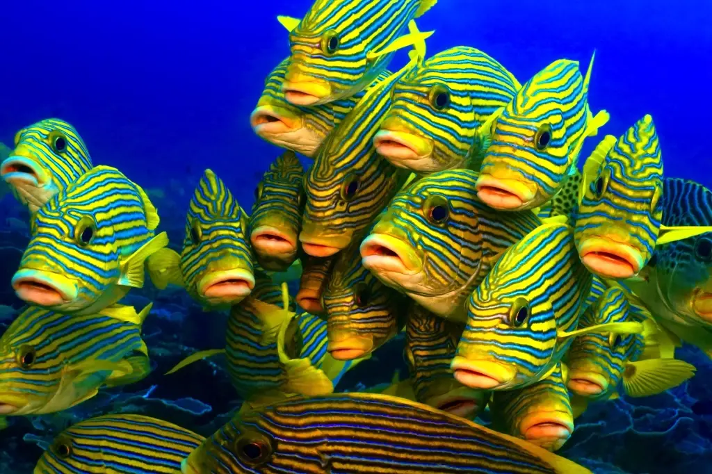School of sweetlips in the Maldives