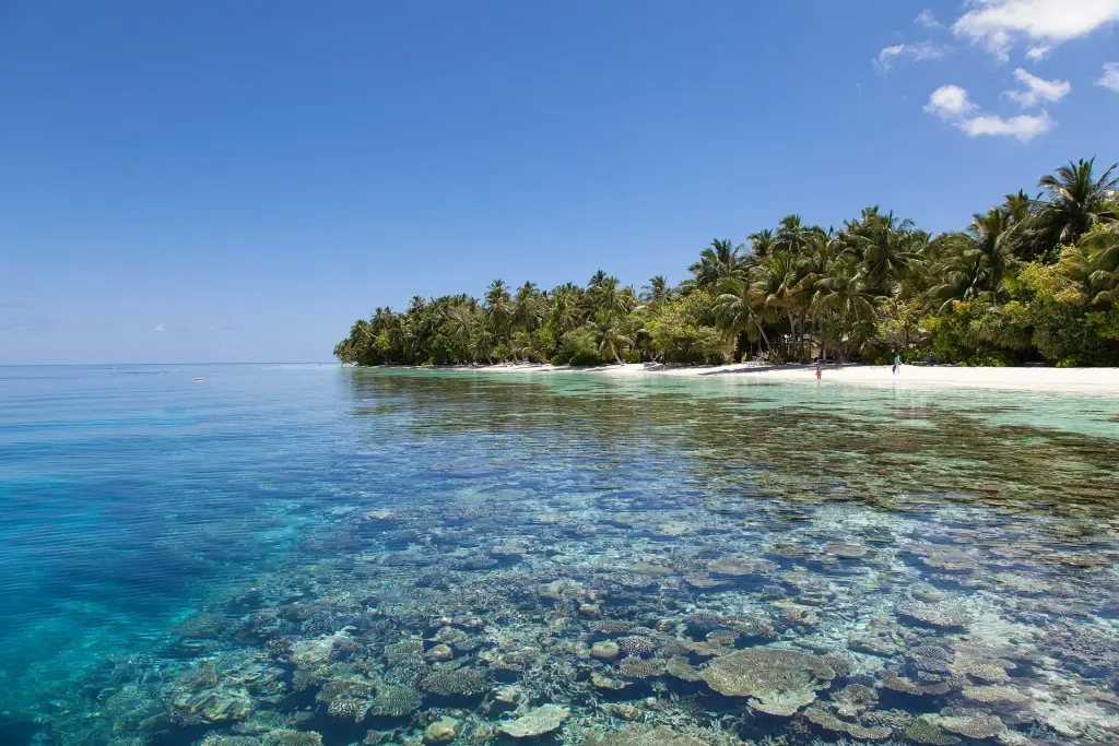 House reef at Vilamendhoo Island Resort in the Maldives