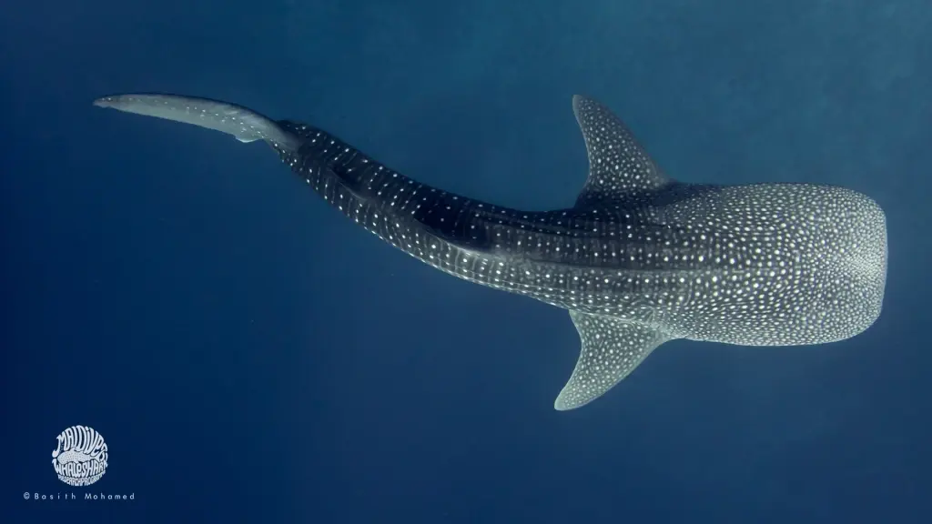 Whale shark in the Maldives