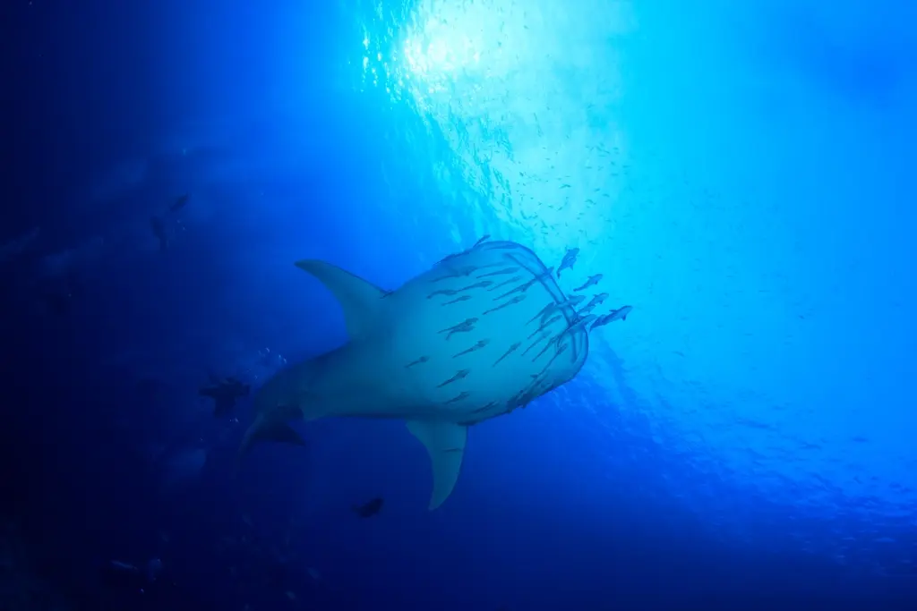 Whale shark in the Maldives