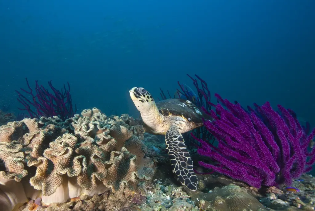 Hawksbill turtle in Oman