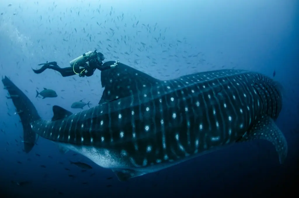 Whale shark & diver in the Galapagos Islands