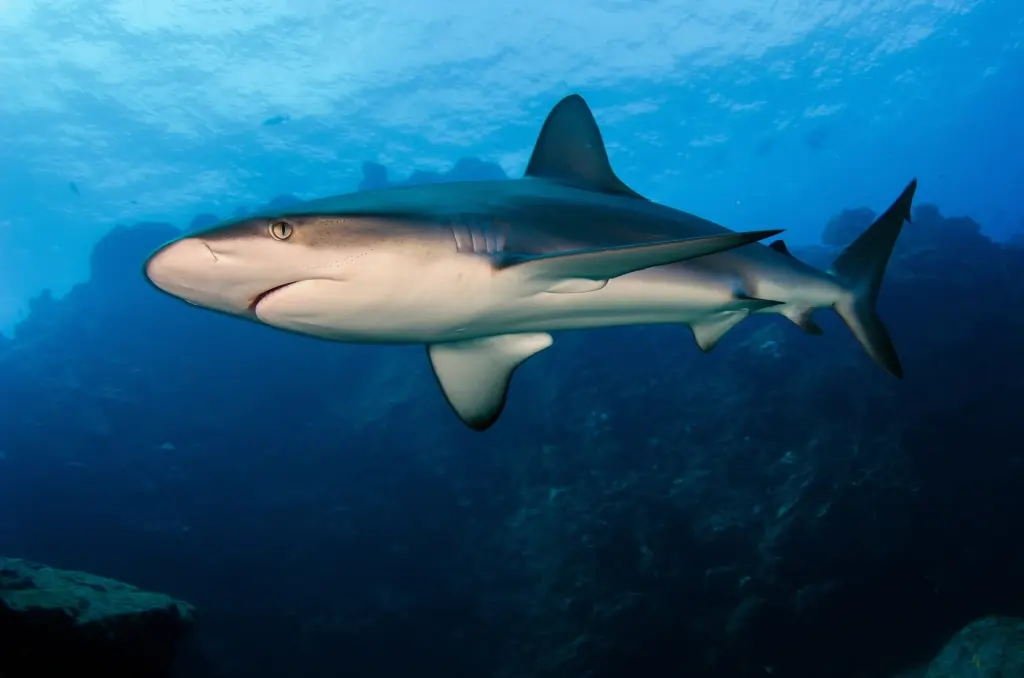 Galapagos shark