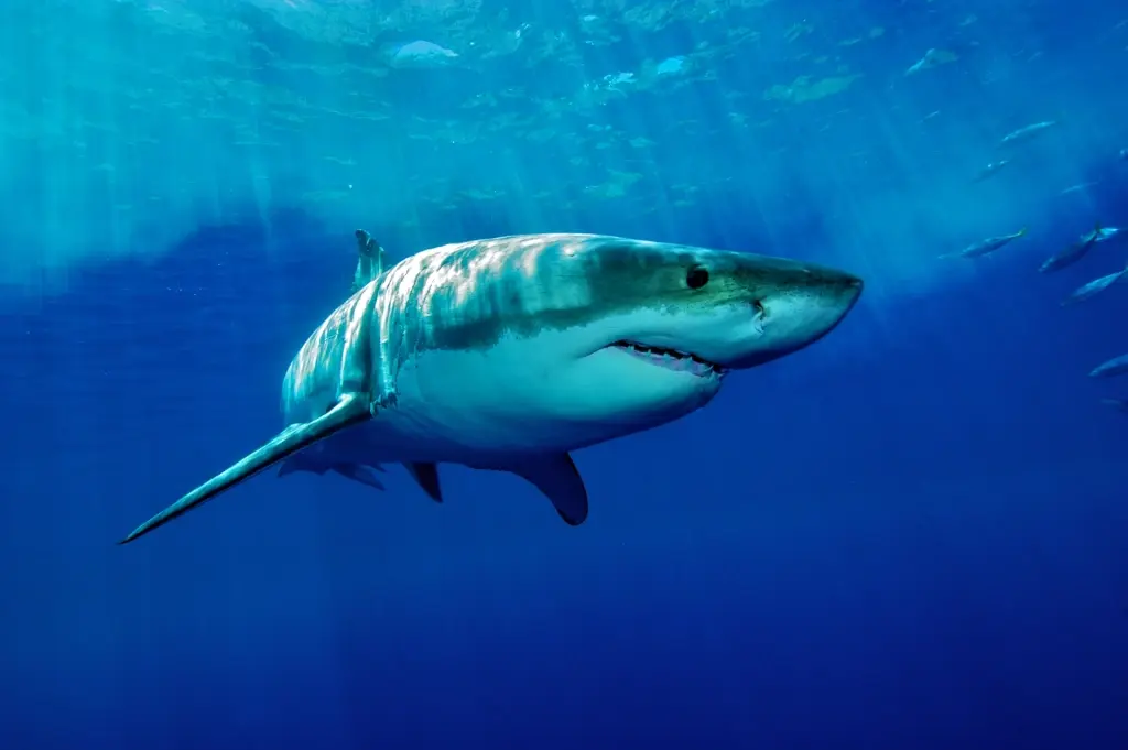 Great white shark in Guadalupe, Mexico