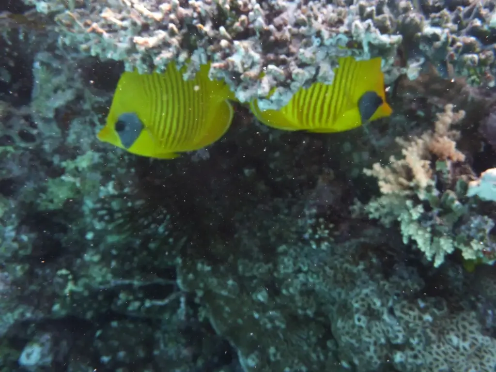 Banner fish in Egypt, the Red Sea