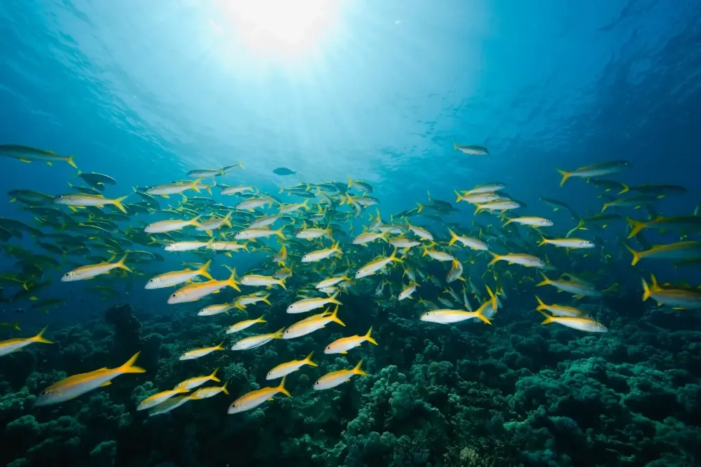 Yellowfin goatfish in Egypt, the Red Sea