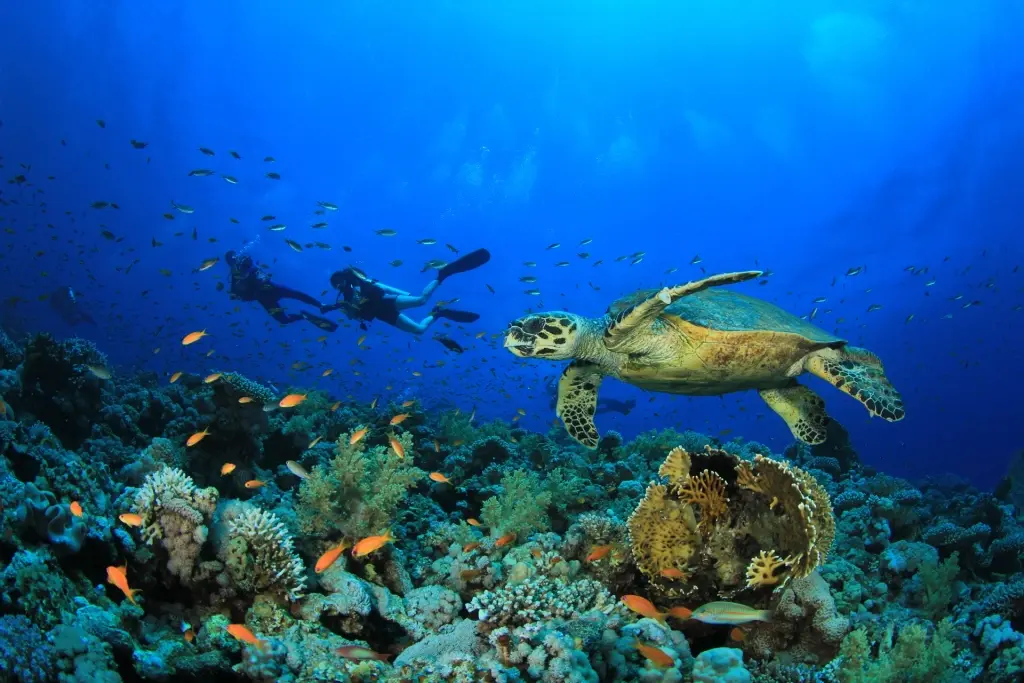 Hawksbill turtle & divers in Egypt