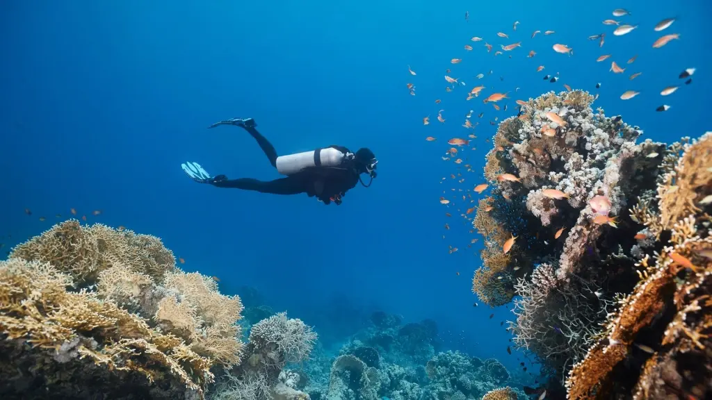 Diver in the Red Sea, Egypt.