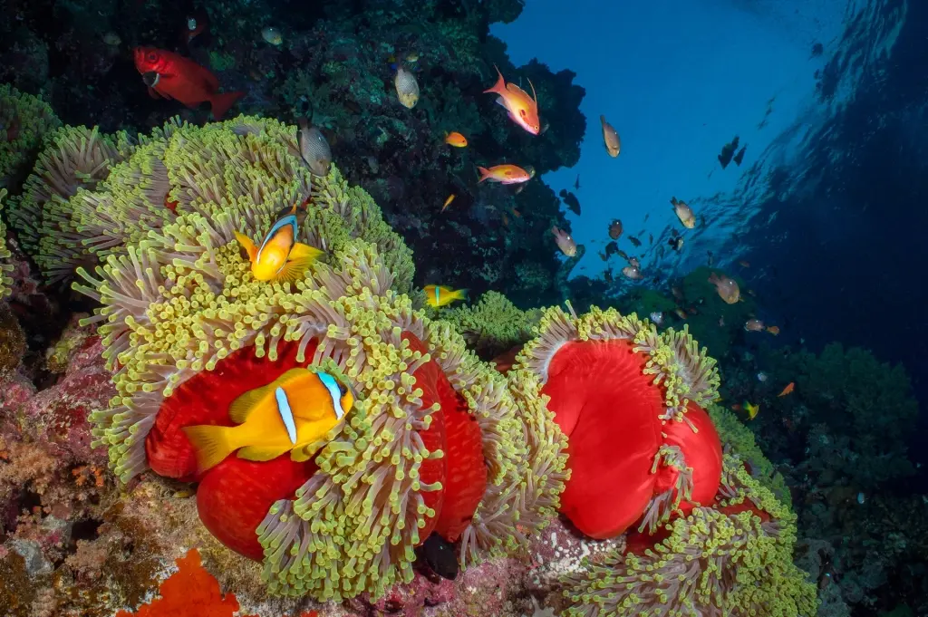 Coral reef & anemonefish in Egypt, near Roots Red Sea Resort