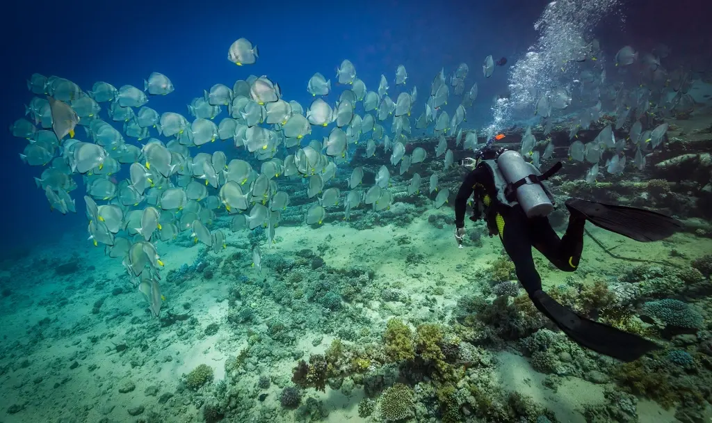 Bat fish school & diver in Egypt