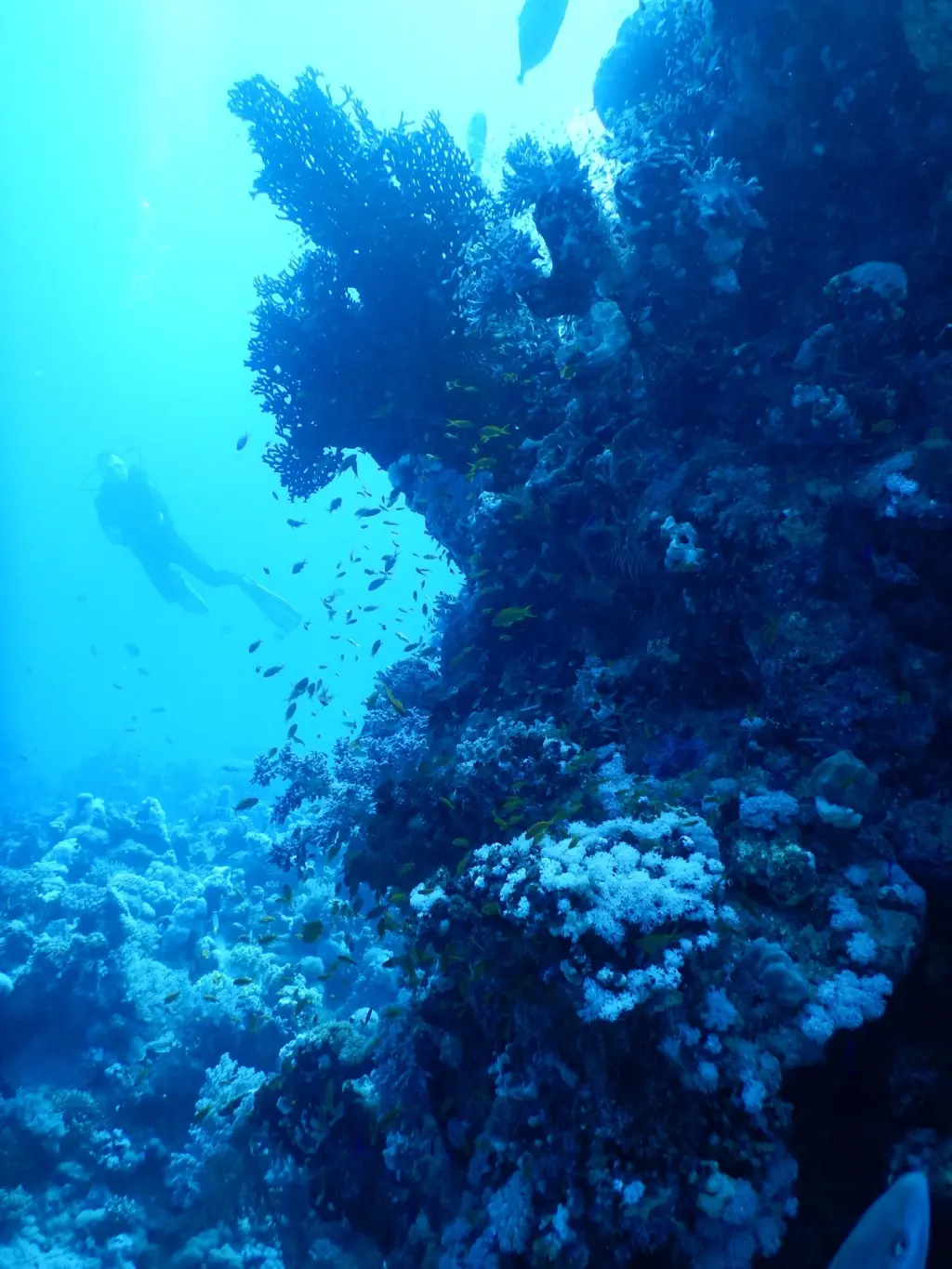 Coral reef on client Lynne's holiday photos from Egypt
