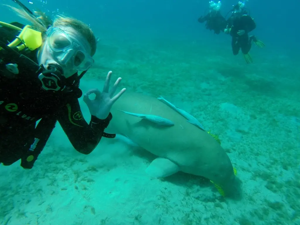 Dugong & diver on client Lynne's holiday photos from Egypt