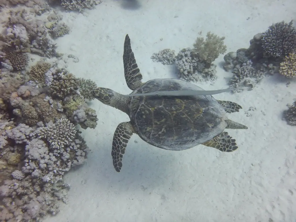 Turtle on client Lynne's holiday photos from Egypt