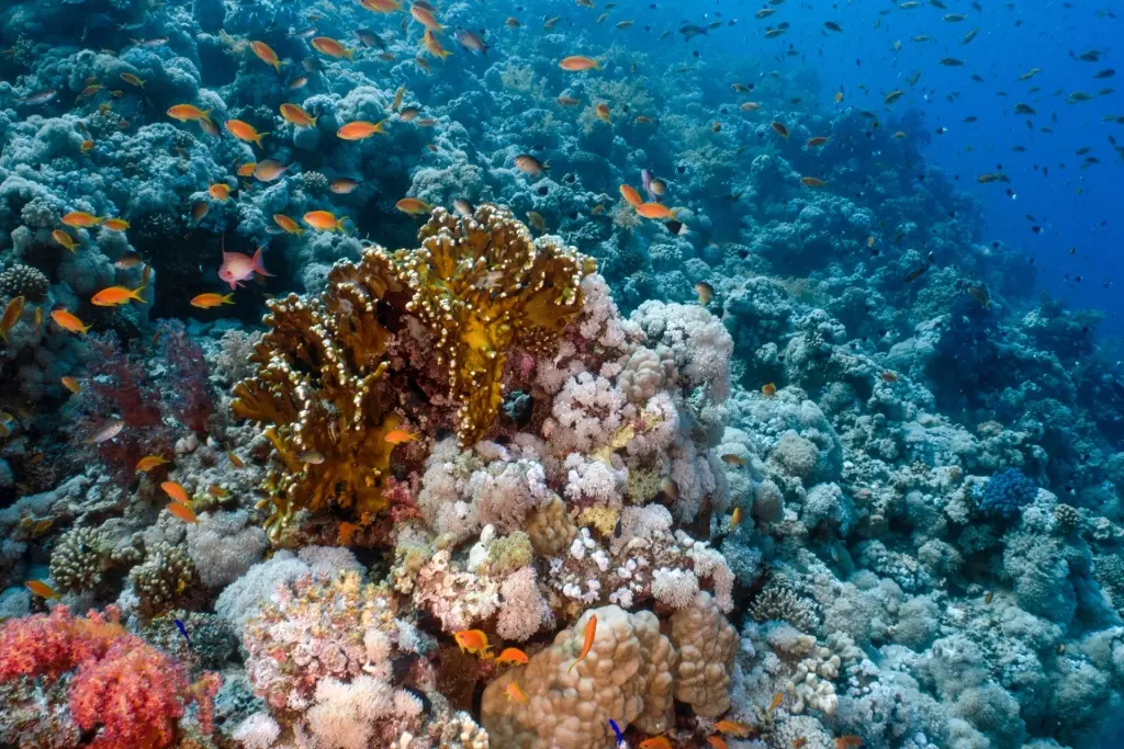 Coral reef in Egypt, the Red Sea