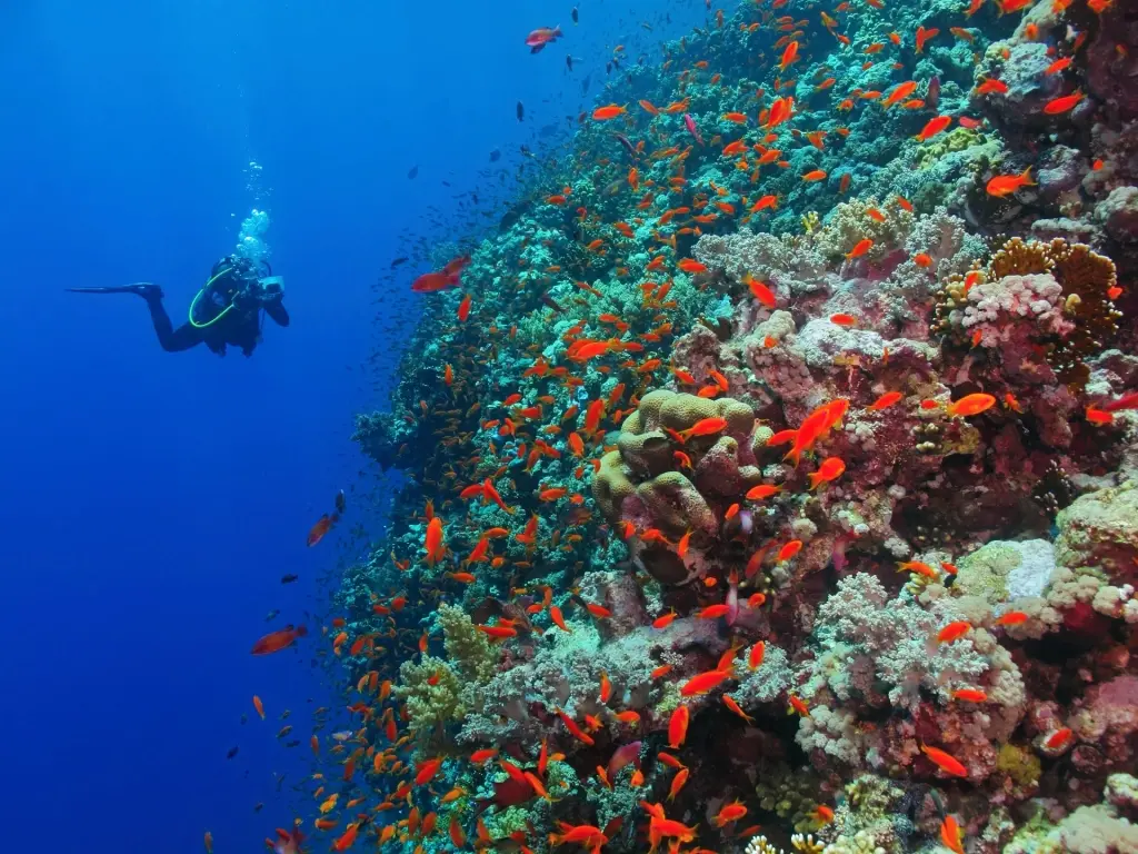 Divers & coral reef in the Red Sea