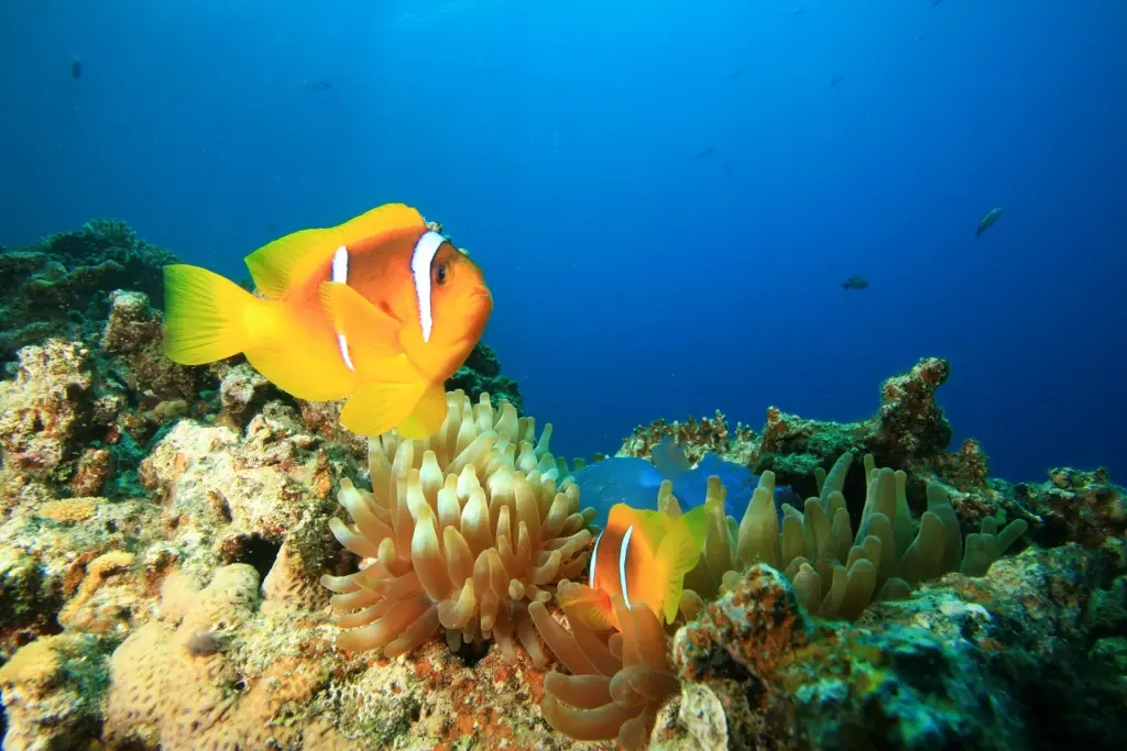 Anemonefish & coral reef in Egypt