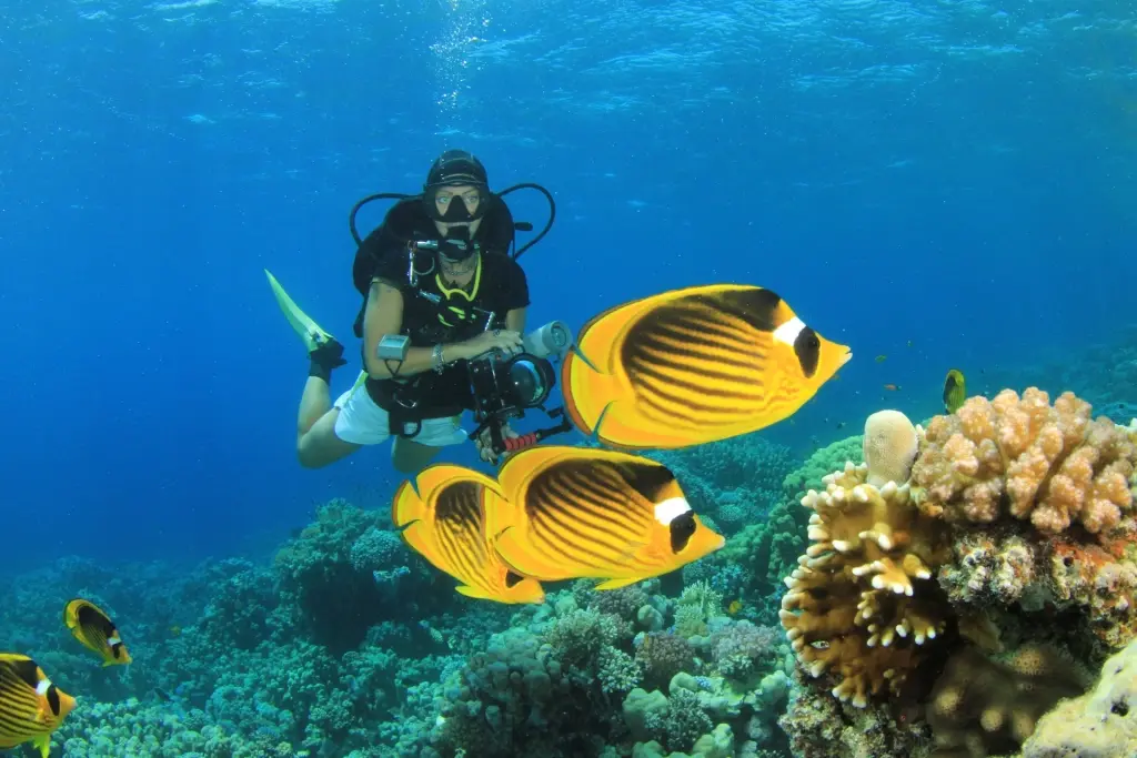Diver & tropical fish in Egypt, the Red Sea