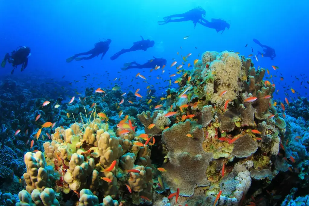 Group of divers and coral reefs in the Egyptian Red Sea