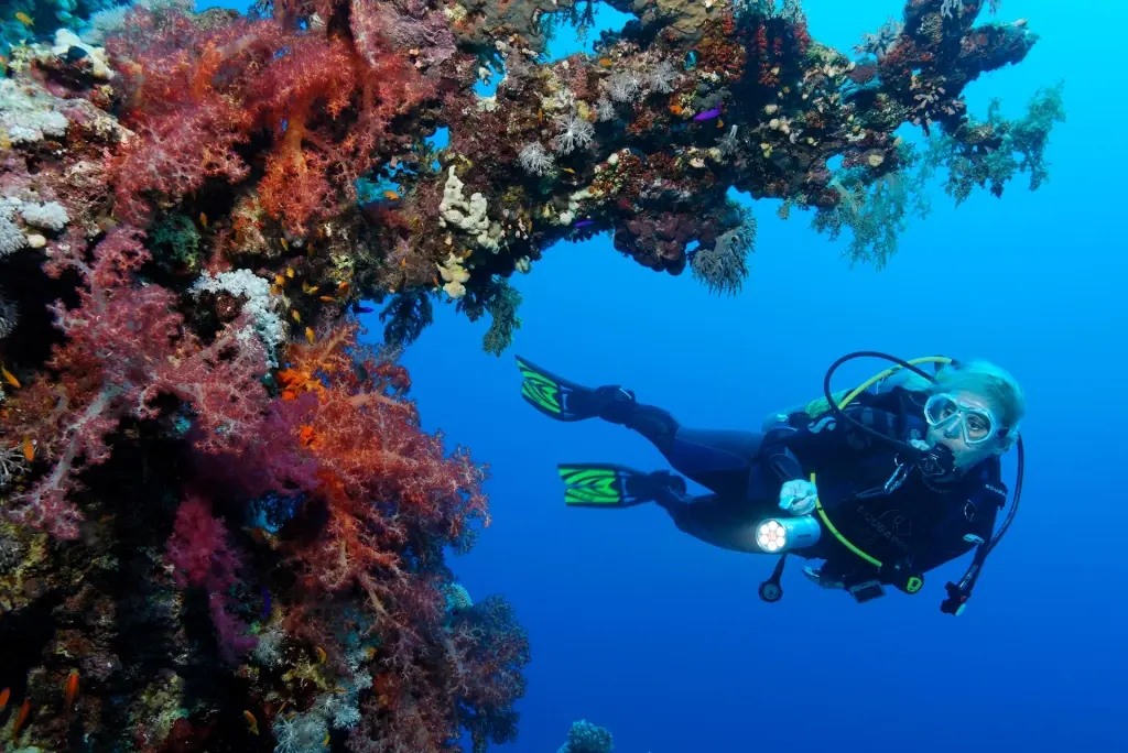 Soft coral wall & diver in Egypt