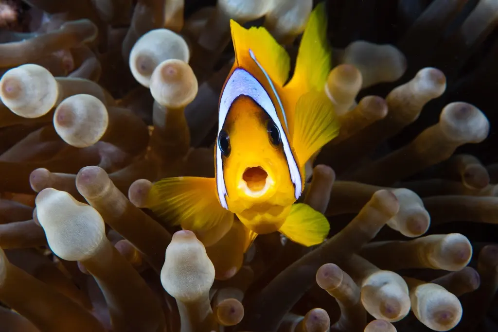 Anemonefish in Elphinstone Reef, Southern Red Sea