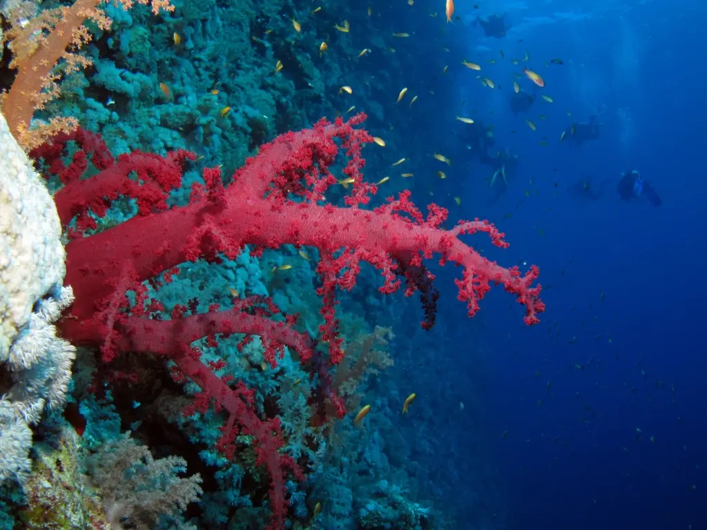 Elphinstone coral reef in Egypt