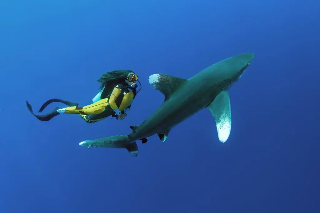 Shark & diver in Elphinstone Reef, Egypt