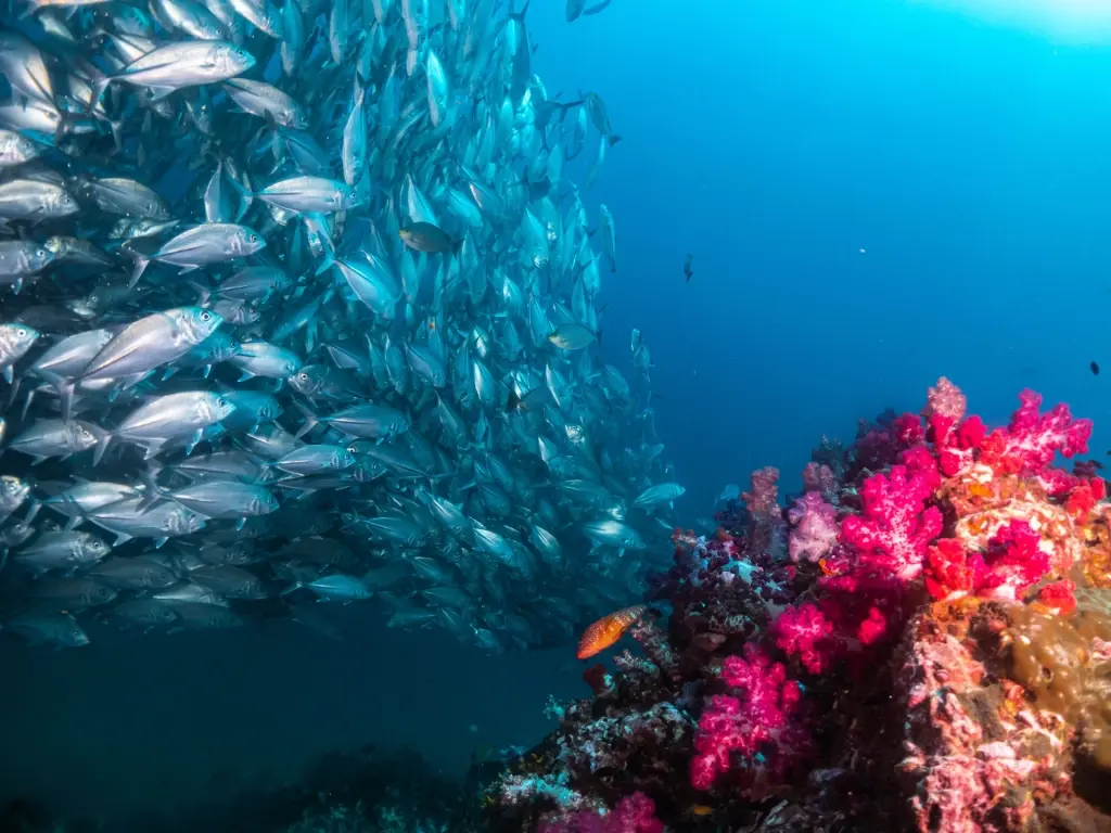 Fury shoals in the Red Sea