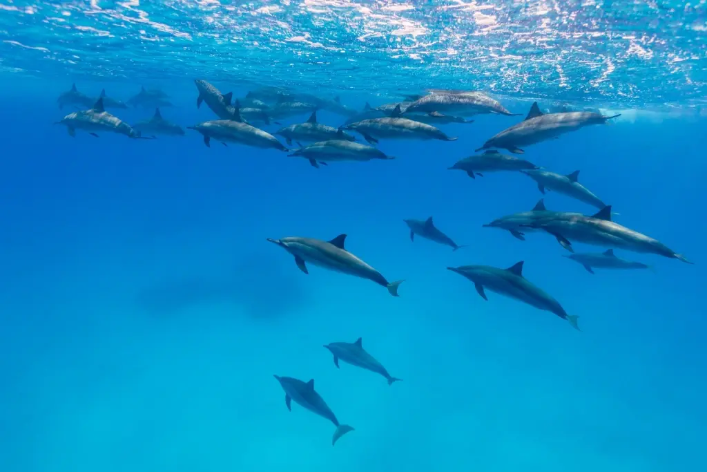 Spinner dolphin pod in Fury Shoals, Southern Red Sea