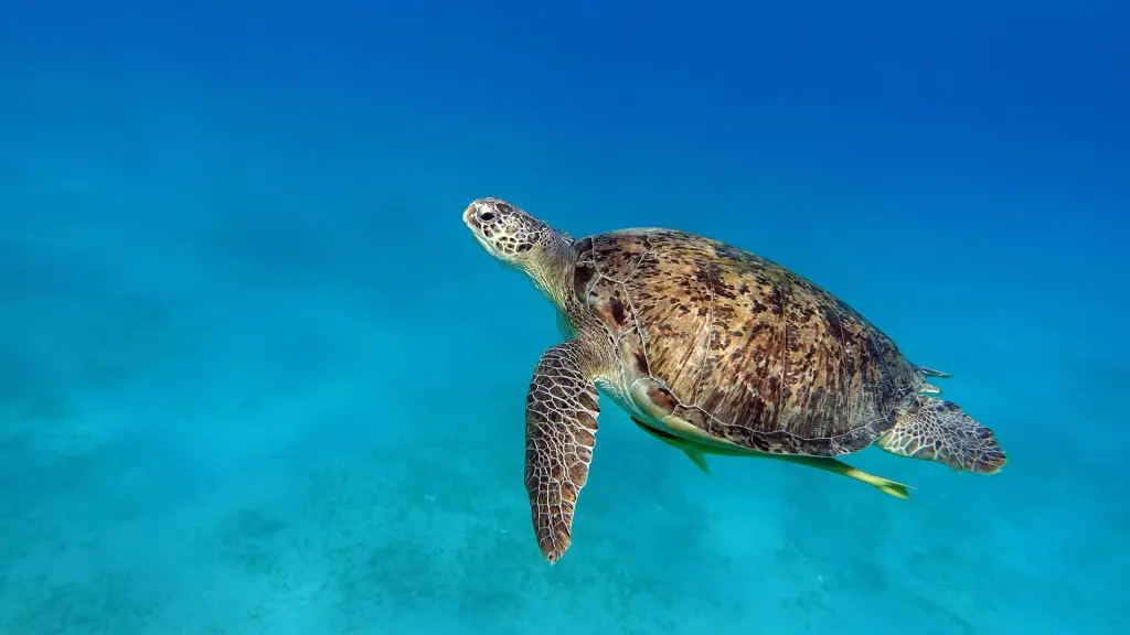 Green turtle in Egypt