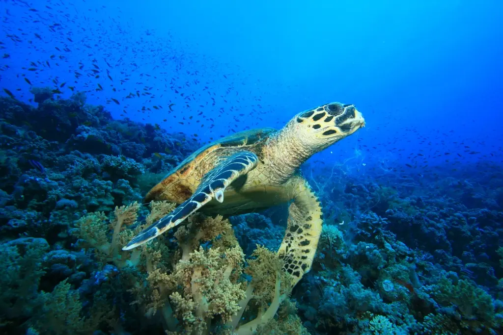 Hawksbill turtle on a coral reef in Egypt, the Red Sea